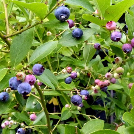 'Vaccinium Goldtraube' - photo by Manfred Sause (GFDL)