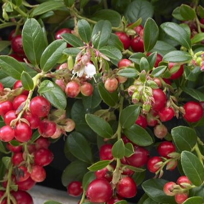 Vaccinium Vitis 'Idaea Fireball' - Public Domain Image (under fair use)