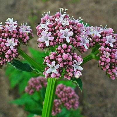 Valerian - Photo by H. Zell (GFDL)