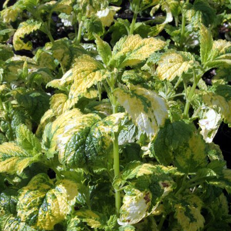 Variegated Lemon Balm - Image courtesy of Schram Plants