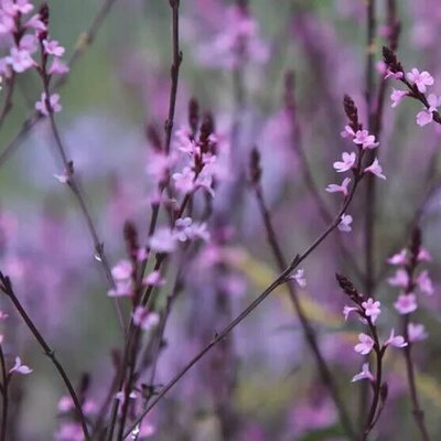 Verbena 'Bampton'  - Public Domain Image