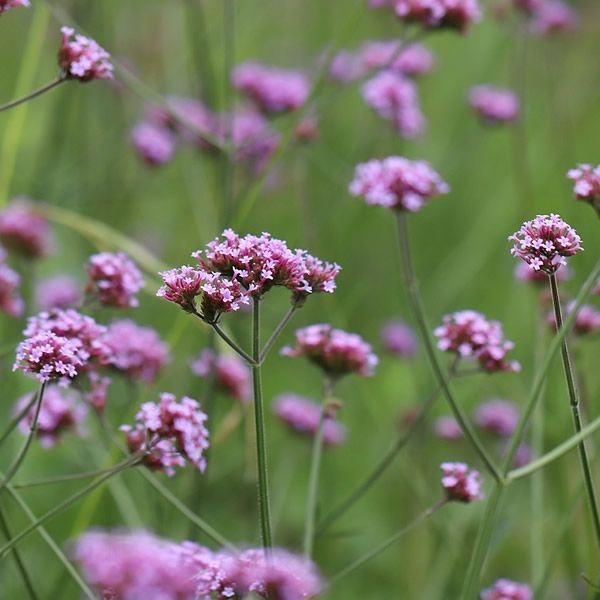 Verbena bonariensis 'Lollipop' (3L pot) - Ardcarne Garden Centre ...