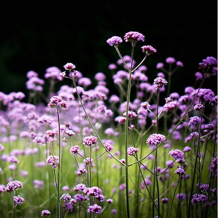 Verbena 'Lollipop' - Photo by Judy Dean (CC BY-SA 2.0)