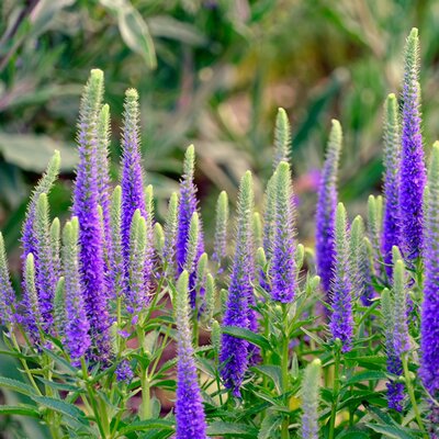 Veronica 'Anniversary Blue' - Image by Piotr Witowski from Pixabay