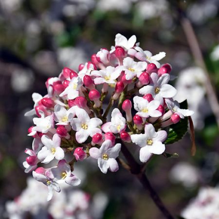 Viburnum burkwoodii Mohawk in Roscommon | GetLocal Ireland