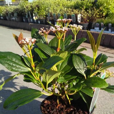 Viburnum 'Davidii' - Image courtesy of Tully Nurseries