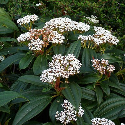 Viburnum davidii (3L pot)