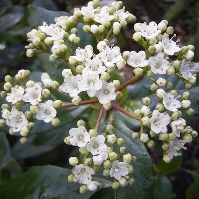 Viburnum 'Gwenllian' (3L pot)