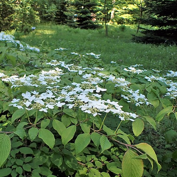 Viburnum 'Shasta' (3L pot) - Ardcarne Garden Centre | Roscommon & Boyle