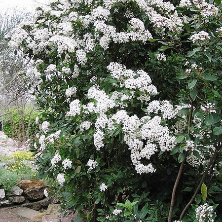 Viburnum Tinus (2L pot) - image 1