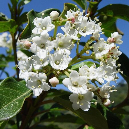 Viburnum Tinus (2L pot) - image 2