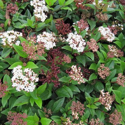 Viburnum Tinus 'Spirit' - Photo by Leonora (Ellie) Enking (CC BY-SA 2.0)