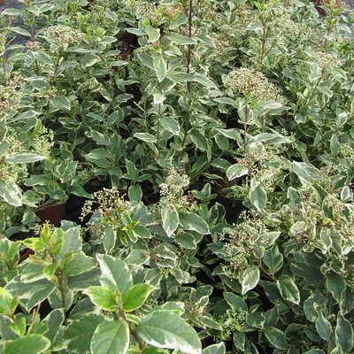 Viburnum Tinus Variegata
