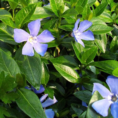 Vinca Minor 'Bowles Variety' - Photo by Christoph Zurnieden (CC BY-SA 2.0)