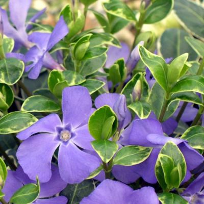 Vinca Minor 'Ralph Shugert' (9cm pot)