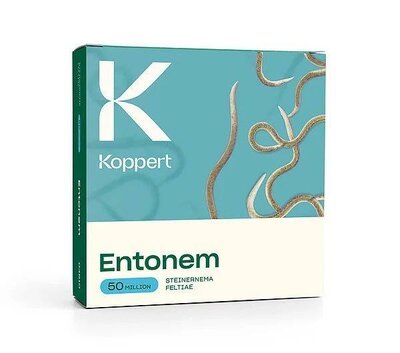 Vine Weevil Control Entomen 50 Million - Image courtesy of Koppert