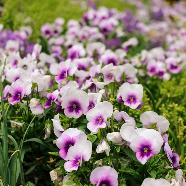 Viola \u0026#39;Pink Halo\u0026#39; (2L pot) - Ardcarne Garden Centre | Roscommon \u0026 Boyle