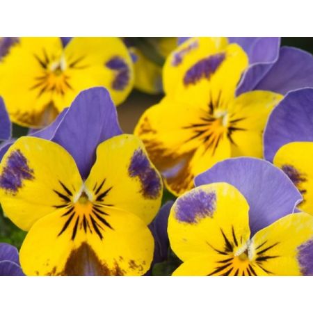 Viola 'Yellow Blue' (9cm pot)