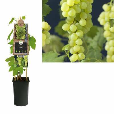 Vitis 'Himrod' - Image courtesy of Pannebakker