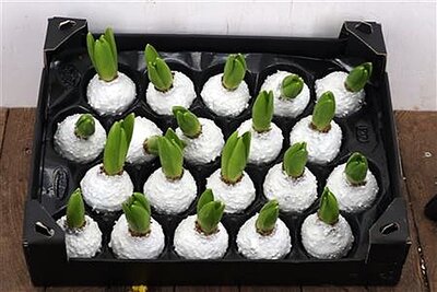 Wax Hyacinthus – White (wax container)