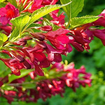 Weigela 'Bristol Ruby' - Photo by W.carter (CC BY-SA 4.0)