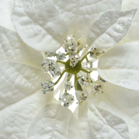 White Poinsettia on clip with glitter - image 5