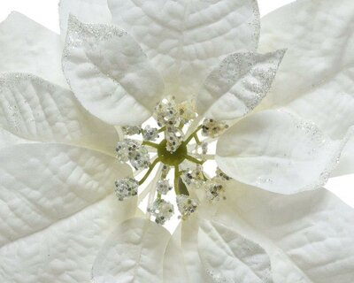 White Poinsettia on clip with glitter - image 3