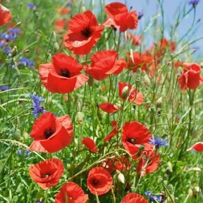 Corn Poppies in Meadow