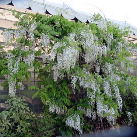 Wisteria “Longissima Alba” - Photo by Leonora (Ellie) Enking (CC BY-SA 2.0)