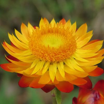 Xerochrysum Golden - Photo by Vinayaraj (CC BY-SA 4.0)