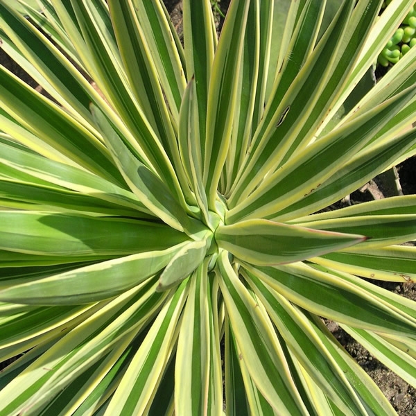 Yucca 'Citrus Twist' (3.6L pot) - Ardcarne Garden Centre | Roscommon ...